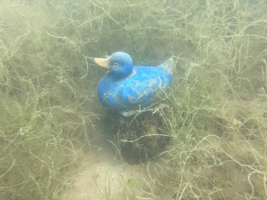 blaue ente 1024x768.jpg